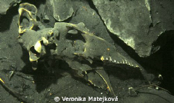 .....skeleton of an unknown animal in flooded cave by Veronika Matějková 